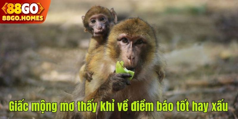 Giấc mộng mơ thấy khỉ về điềm báo tốt hay xấu